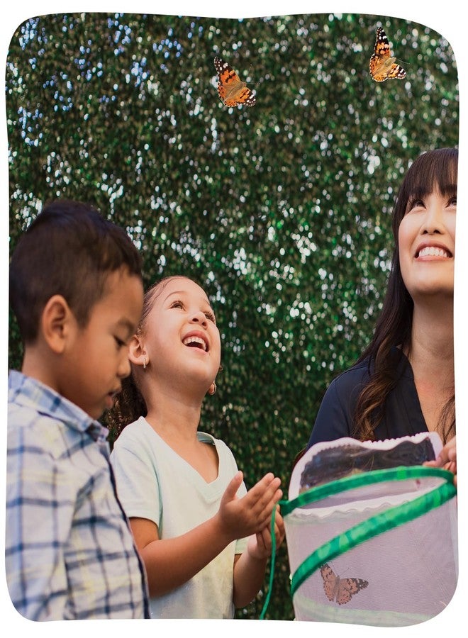 إنسيكت لور مجموعة زراعة جناح حديقة الفراشات من إنسكت لور إيزي 25 - 25 يرقة صغيرة، موطن جناح، شرانق، طعام ومستلزمات - تربية وإطلاق فراشات السيدة الملونة - Image 3